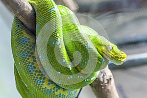 Green Snake