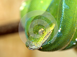 Green snake