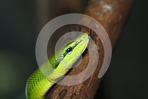 Green snake