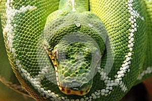 Green Snake