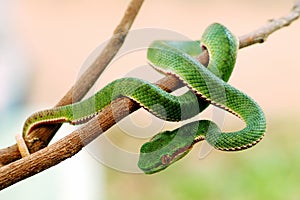 Verde serpiente 