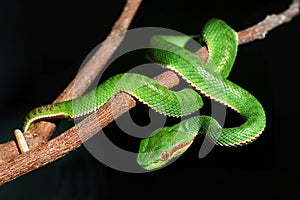 GREEN SNAKE photo