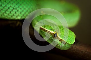 Green snake