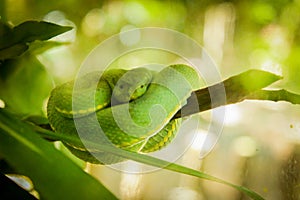 Green snake at Amazon Forest