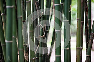 Green snake is on the bamboo.