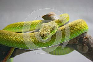 Green snake on branch