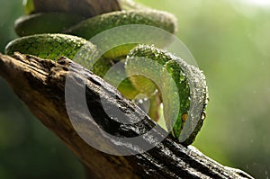 Green snake on a branch