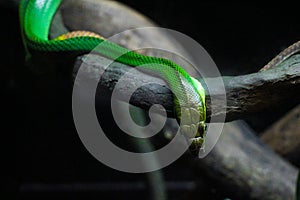 Green snake on the brown branch wild nature
