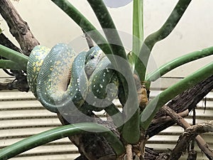 Green snake camouflaging the green branch