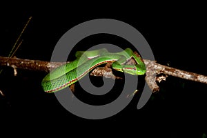 Green snake (Chrysopelea ornata)