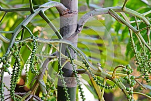 A green snake (Chrysopelea ornata) on Foxtail palm tree