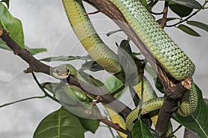 Green snake or Chrysopelea ornata on tree at home.