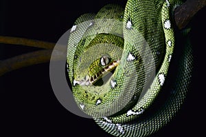 green snake coiled amazon jungle boa reptile photo