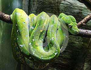 Green snake