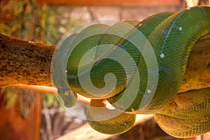 Sleeping snake on a branch