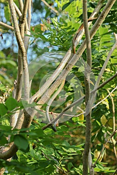 a green snake eating a frog in a tree. This snake is not venomous shoot on clear day