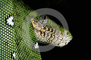 green snake Emerald boa rainforest reptile serpent