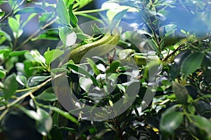 Green snake (Gonyosoma oxycephalum) coiled around a branch of a tree