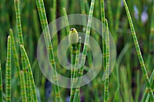 Green Snake grass stems with a spore head in the wetland