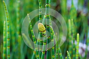 Green Snake grass stems with a spore head in the wetland