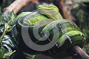 A Green Snake