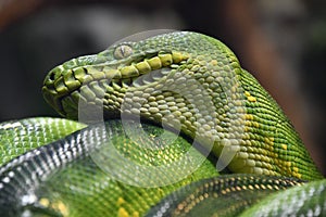 A Green Snake