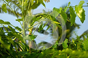 Green snake hiding in the trees.