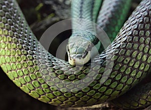 Green Snake Latigo photo