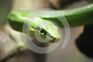 Green snake in looking straight in the eye