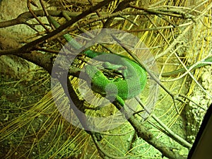 Green Snake