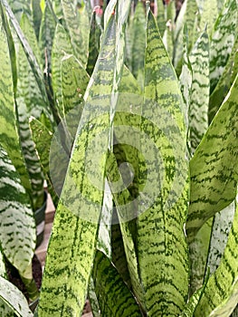 Green Snake Plant Verigated Sansevieria trifasciata Dracaena trifasciata