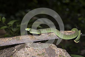 Green snake in rain forest