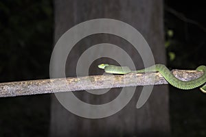 Green snake in rain forest