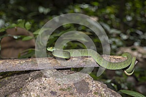 Green snake in rain forest