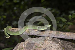 Green snake in rain forest