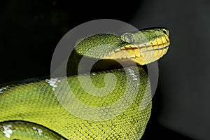 Green snake ready for something.... hungry and on the hunt, watching