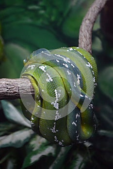 Green Snake Resting on tree branch