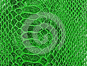 Green snake skin background