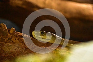 Green Snake Slithering on a Tree Branch