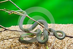 Green snake in terrarium