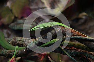 Green snake on a tree