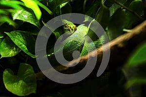 Verde serpiente sobre el un árbol rama 