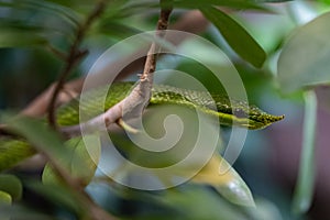 Green snake in tree
