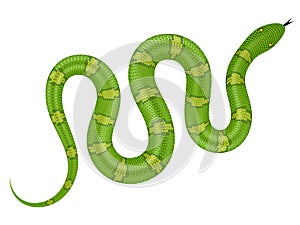 Green snake vector illustration photo