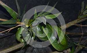 Green snake wrapped around a branch, staring at the camera