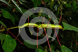 Green snake with yellow eyes , trimeresurus vogeli photo
