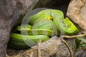 Green Snakes photo