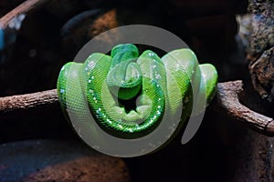 Green Snakes on the Brach