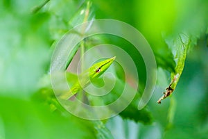 Green snakes are hiding in a green leaves