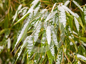 Green snow covered bamboo leaves in winter, overcast light.